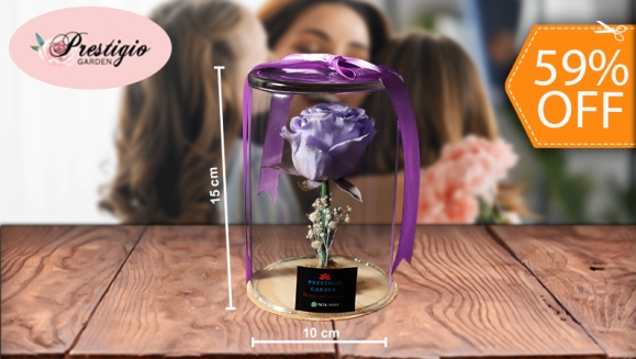 [Image: ¡Paga $18 en Lugar de $44 por Hermosa Rosa Preservada en Capsula de Cristal (10 cm de Ancho y 15 cms de Alto) con Base de Madera y Baby Breath!m]