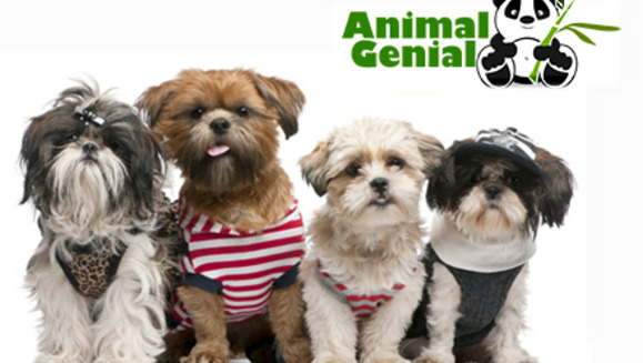 [Image: ¡Paga Q75 en lugar de Q150 por Grooming completo para tu mascota que incluye: Baño con Shampoo y Acondicionador Anti-alérgico + Corte + Secado + Cepillado + Limpieza de Glándulas y Oídos + Corte de Uñas y Perfumado + Moño o corbatín en Animal Genial!m]