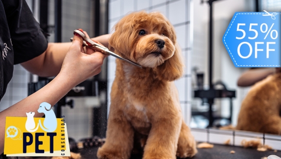 [Image: ¡Paga Q75 en Lugar de Q165 por Grooming Completo para Tu Mascota, Aplica a: Perros, Gatos, Conejos o Hámsters + 30% de descuento en Consulta Veterinaria ¡Aplica tamaño Pequeño y Mediano!m]