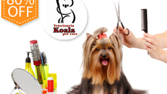 [Image: ¡Paga $15 en lugar de $75 por Paquete para Mascota que incluye: Limpieza Dental + Grooming Completo + Consulta Veterinaria + Desparasitante + Aplicación de Pipeta (para pulgas y garrapatas) en Veterinaria Koala!m]