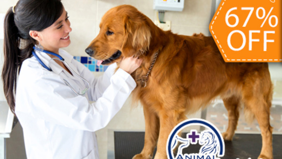 [Image: ¡Paga $12 en lugar de $36 por Consulta Veterinaria + Vacuna Antirrábica o Desparasitante + Grooming Completo (Baño, Corte de Uñas, Limpieza de Oídos y Glándulas y más) en Animal Hospital!m]