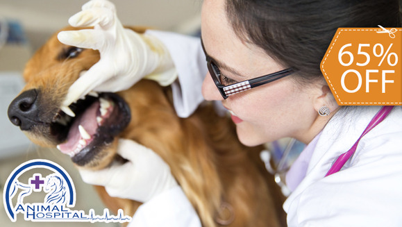 [Image: ¡Paga $25 en vez de $103 por Limpieza Dental para Mascota + Electrocardiograma + Consulta Veterinaria General + Grooming Completo en Animal Hospital!m]