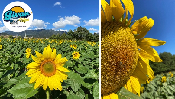 [Image: ¡Paga $30 en Lugar de $50 por Tour Guiado a Guatemala para 2 personas: Visita a Esquipulas + Finca de Girasoles + Asistencia Migratoria! ¡Solo 33 Cupones Disponibles!m]