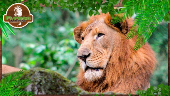 [Image: ¡Paga $20 en lugar de $40 por 4 Entradas al Parque!m]