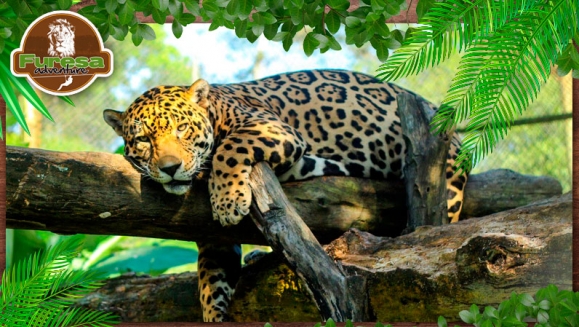 [Image: ¡Paga $20 en lugar de $40 por 4 Entradas al Parque!m]