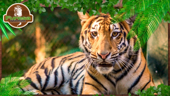 [Image: ¡Paga $20 en lugar de $40 por 4 Entradas al Parque!m]