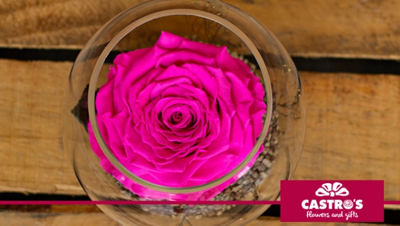 [Image: ¡Paga $20 en Lugar de $40 por Delicada Rosa Grande Preservada de Color a Elección y en Base de Cristal!m]