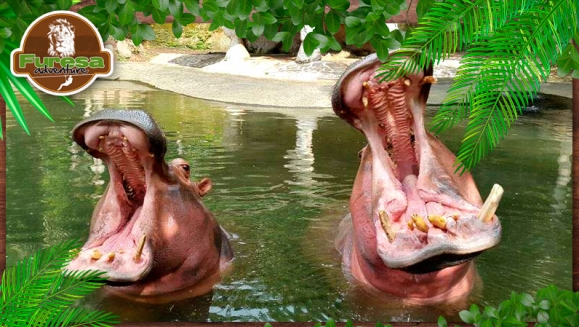 [Image: ¡Paga $20 en Lugar de $40 por 4 Entradas al Parque!m]