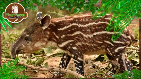 [Image: ¡Paga $20 en Lugar de $40 por 4 Entradas al Parque!m]