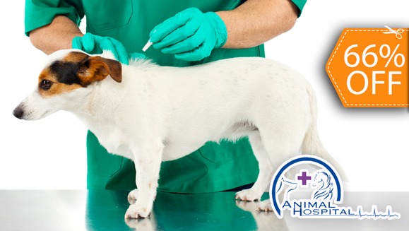 [Image: ¡Paga $31 en lugar de $92 por Tratamiento contra Pulgas y Garrapatas que Incluye: Evaluación + 4 Baños Medicados + 3 Inyecciones + Segunda Evaluación al Final del Tratamiento en Animal Hospital!m]