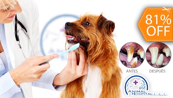 [Image: ¡Paga $23 en vez de $123 por Limpieza Dental para Mascota + Placa de Gel Anti-Bacterial con Olor a Menta + Electrocardiograma + Consulta Veterinaria General + Exámenes de Laboratorio + Grooming Completo!m]