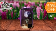 [Imagen:¡Paga $20 en Lugar de $40 por Lindo Arreglo de 1 Rosa Preservada en Cilindro de Cristal!]